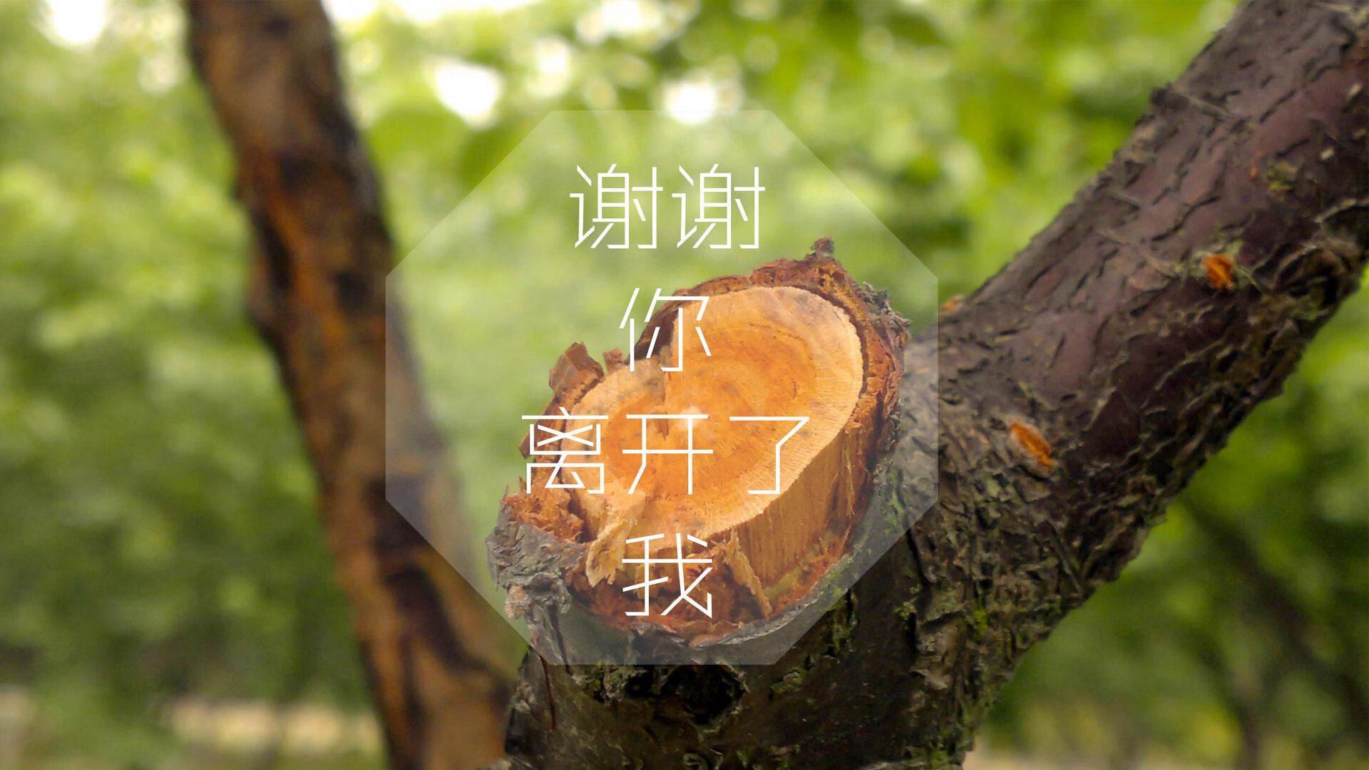 国足阵型调整后胜率变化分析，国足排阵