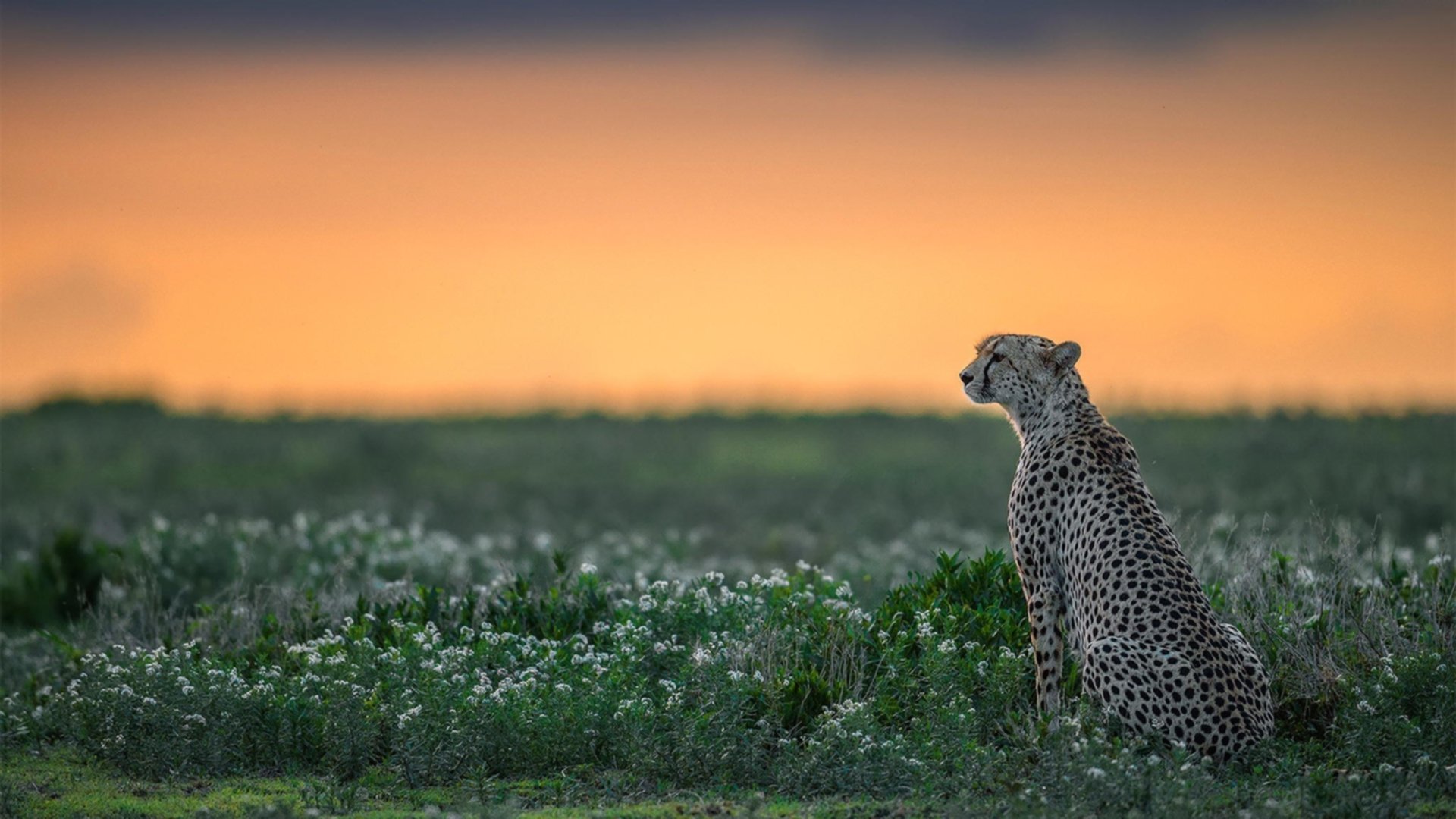 德甲球队构建战术模拟平台提升临场决策能力，德甲球队构建战术模拟平台提升临场决策能力
