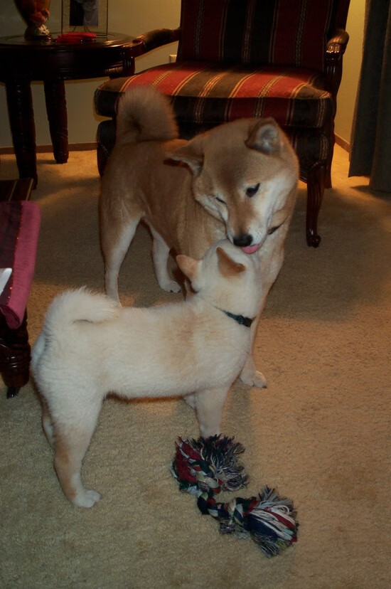 “腰旗美式橄榄球：新兴运动掀起激烈对决”