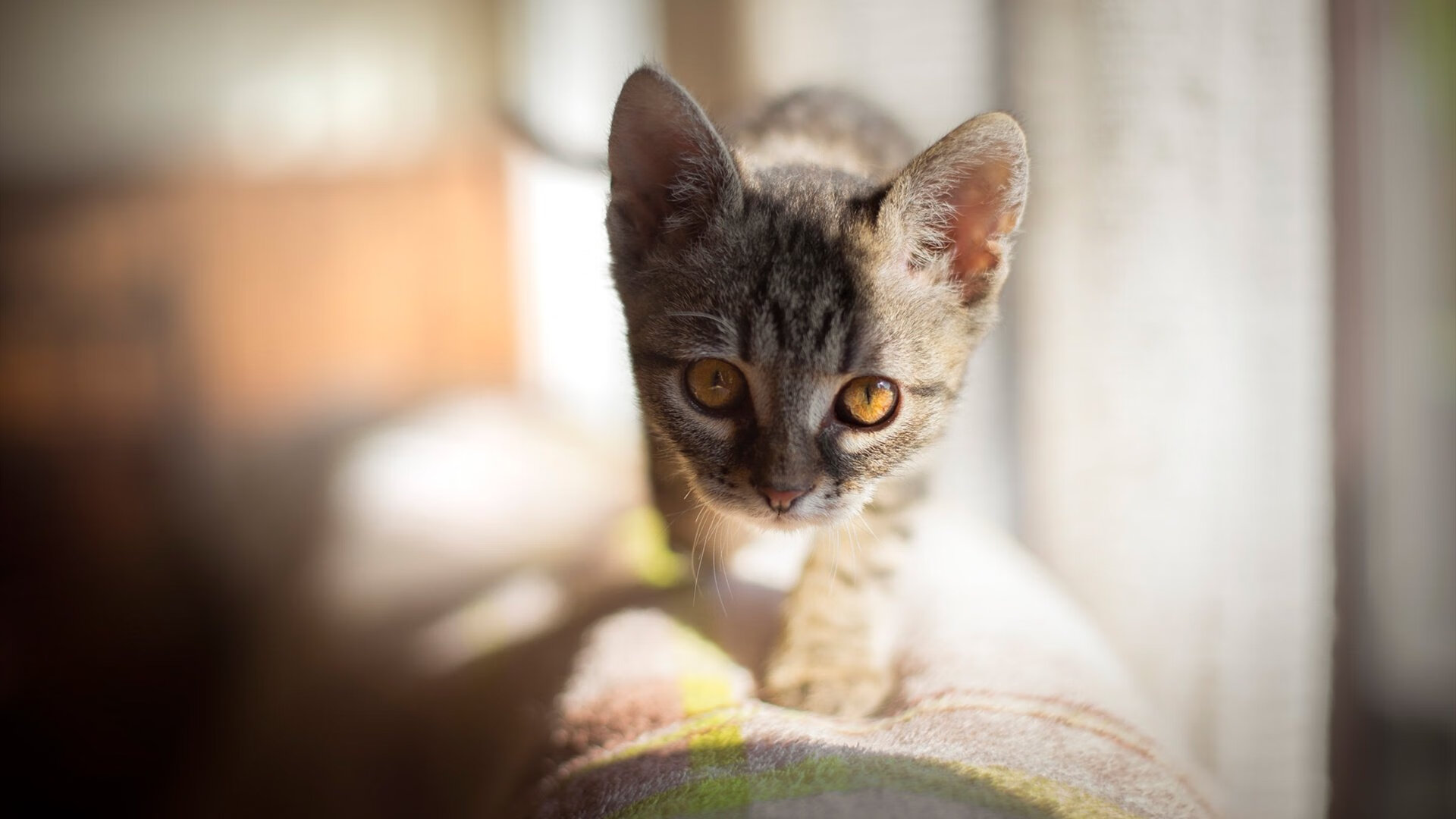 中立B自由泳节奏控制力有进步，自由泳力量训练视频