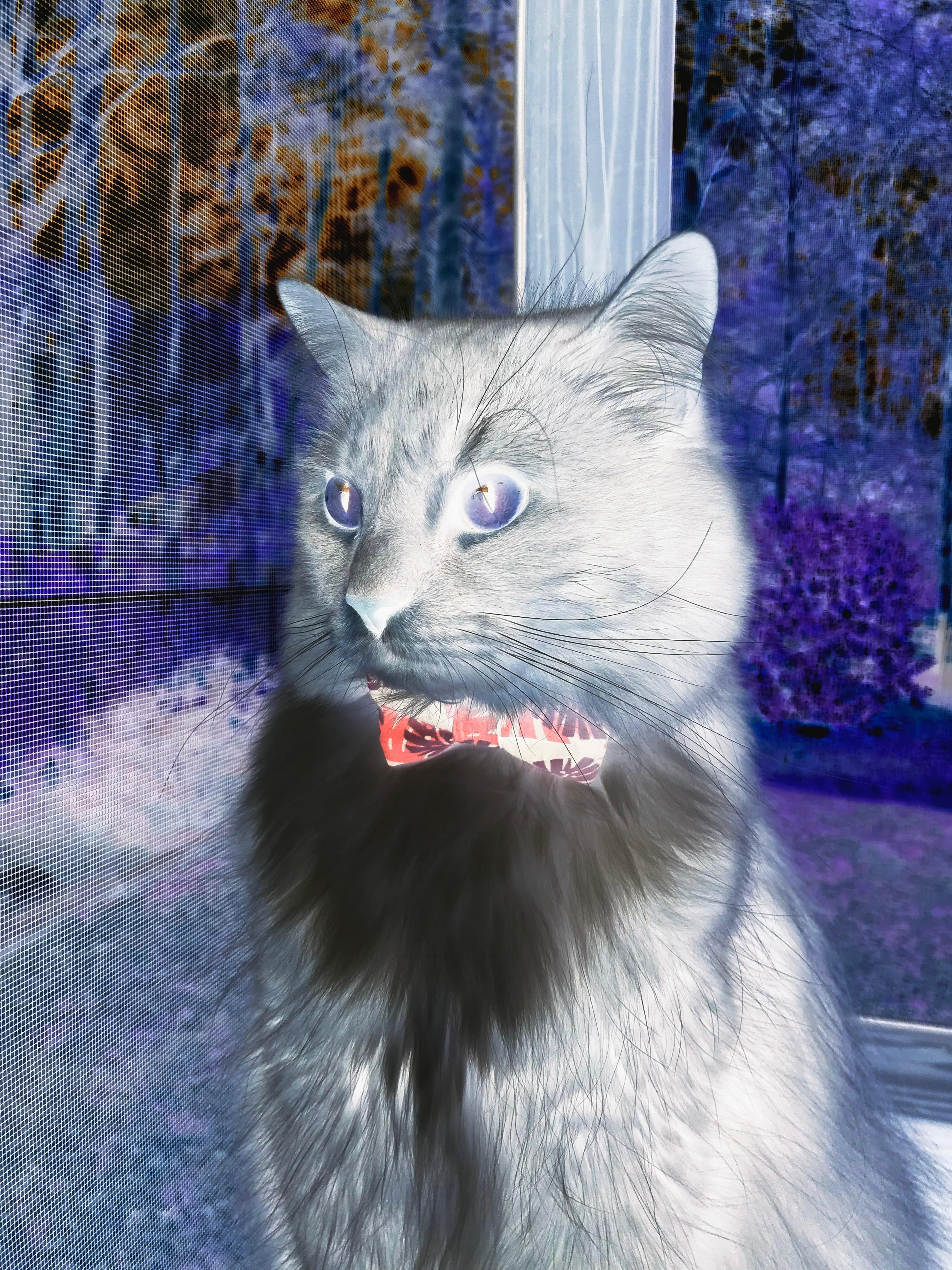 爱游戏官网下载-亚冠联赛多国解说团队合作提升传播力，亚冠介绍