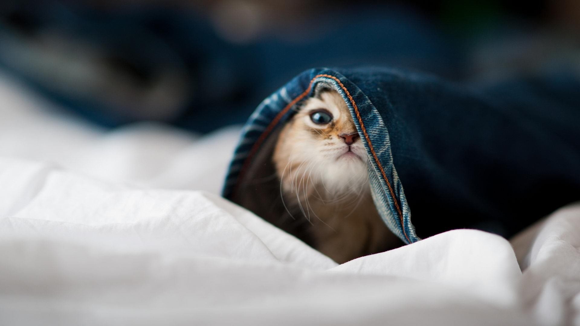 爱游戏入口-体育新闻中心主办体育文化传播数字化转型论坛，数字体育产业