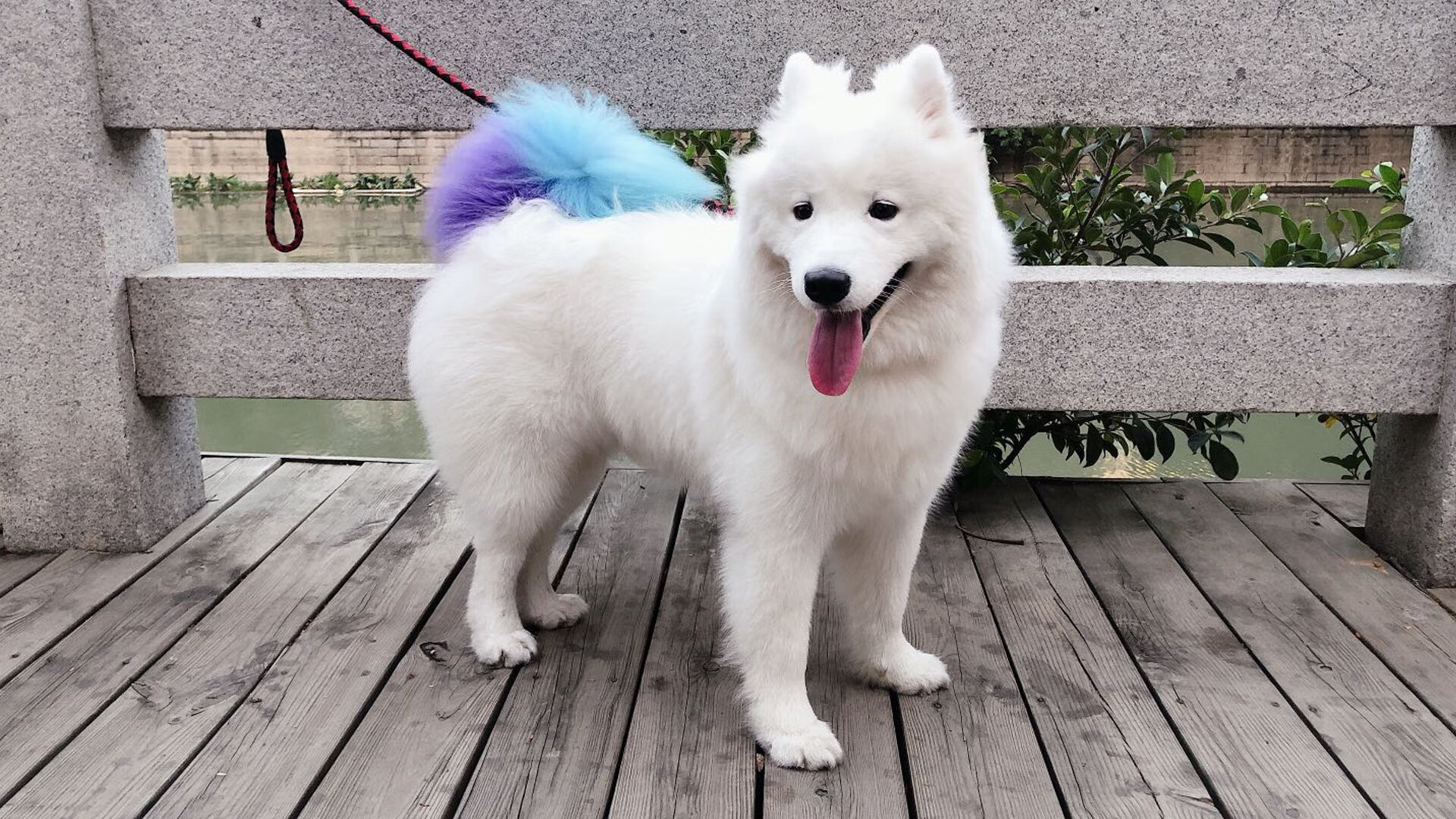 冠军选手体能分配策略研究，冠军选手体能分配策略研究报告