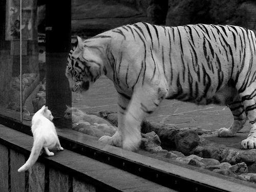 切尔西中后场紧逼有效限制对手发挥，切尔西中场球员